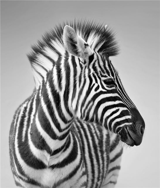 Nordic Canvas Art Painting Black White Giraffe Elephant Zebra Lion Print Animal Wall Art Poster Living Room Home Decor Painting